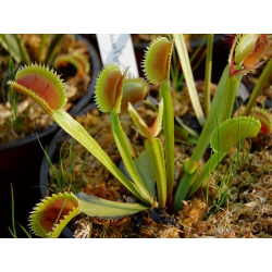 Dionaea 'dentate traps'-Dionaea