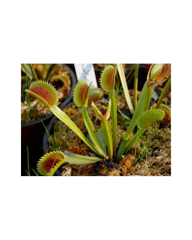 Dionaea 'dentate traps'-Dionaea