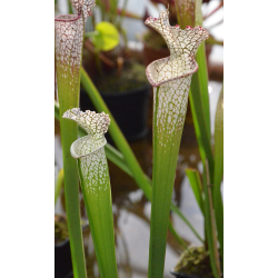 SL21 Sarracenia leucophylla -- Marcos ono-Sarracenia leucophylla