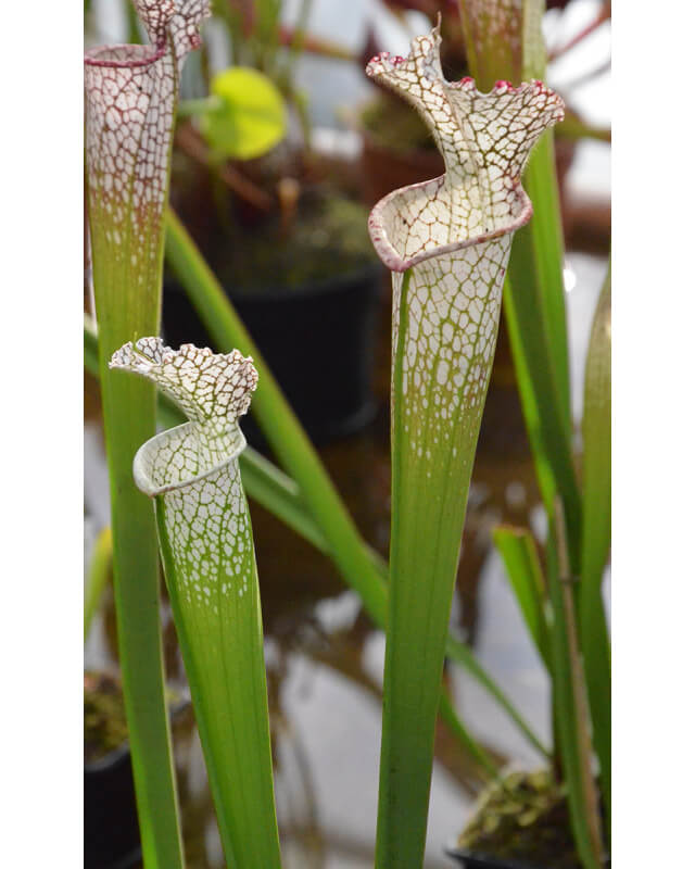 Sarracenia leucophylla -- 'Wilkerson Bog, Walton Co, MK L 104 E-Sarracenia leucophylla