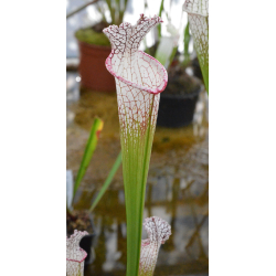 Sarracenia leucophylla -- 'Wilkerson Bog, Walton Co, MK L 104 D-Sarracenia leucophylla
