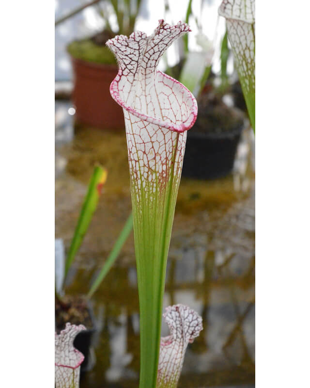 Sarracenia leucophylla -- 'Wilkerson Bog, Walton Co, MK L 104 D-Sarracenia leucophylla