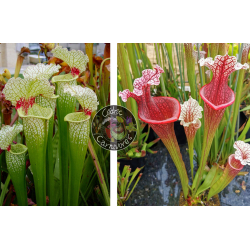 SXM18 S.x Moorei -- Wilkerson's white knight x S. x Přemysl Otakar x ADS clone 10-Graines Sarracenia 2023