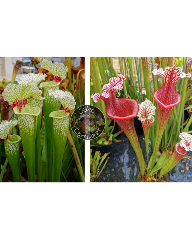 SXM18 S.x Moorei -- Wilkerson's white knight x S. x Přemysl Otakar x ADS clone 10-Graines Sarracenia 2023