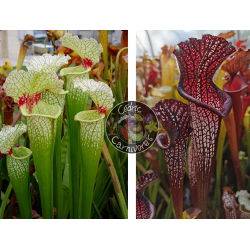SXM18 S.x Moorei -- Wilkerson's white knight x S. leucophylla -- black sheer-Graines Sarracenia 2023