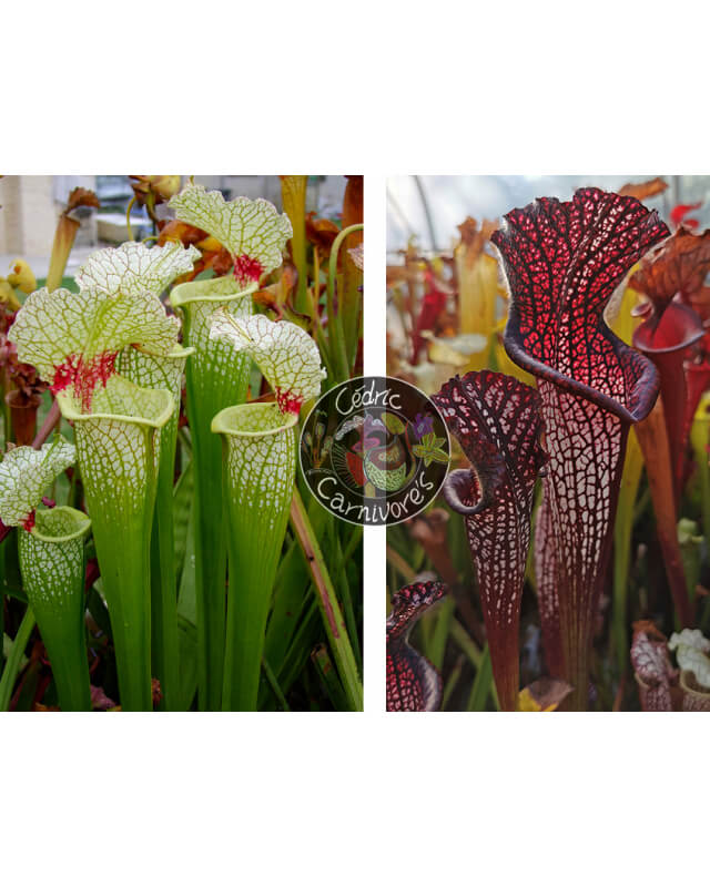 SXM18 S.x Moorei -- Wilkerson's white knight x S. leucophylla -- black sheer-Graines Sarracenia 2023