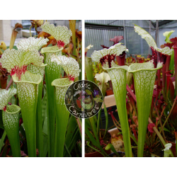SXM18 S.x Moorei -- Wilkerson's white knight x SXM74 S.x Moorei "A Porais"-Graines Sarracenia 2023