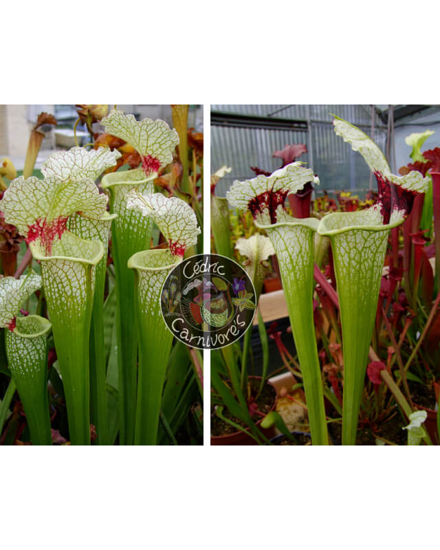 SXM18 S.x Moorei -- Wilkerson's white knight x SXM74 S.x Moorei "A Porais"-Graines Sarracenia 2023