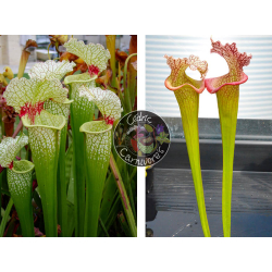 SXM18 S.x Moorei -- Wilkerson's white knight x (S.Juthatip soper x SXM31 S.x Moorei -- 'Adrian Slack'cl2)-Graines Sarracenia 2023