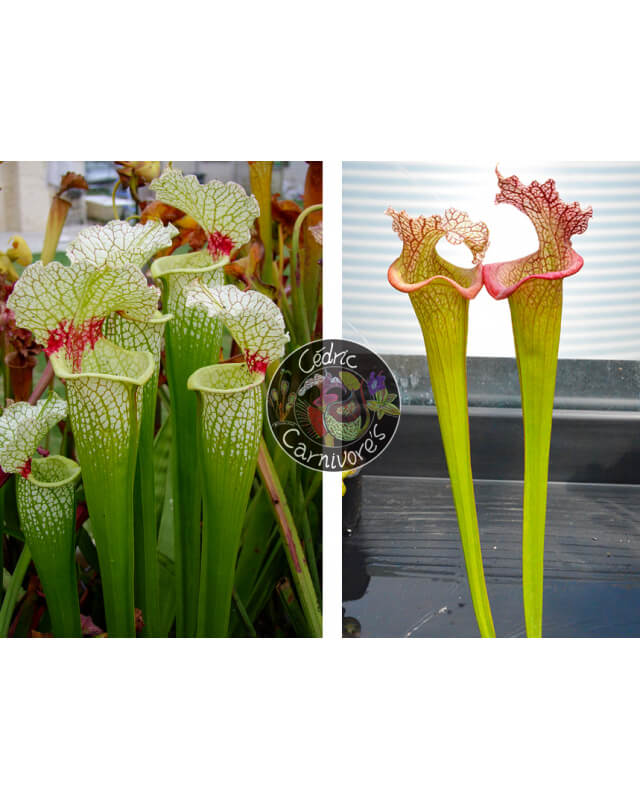 SXM18 S.x Moorei -- Wilkerson's white knight x (S.Juthatip soper x SXM31 S.x Moorei -- 'Adrian Slack'cl2)-Graines Sarracenia 2023