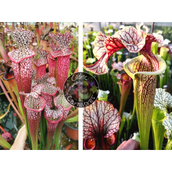 S. leucophylla 'Dionne' x S. 'French cancan'-Graines Sarracenia 2024