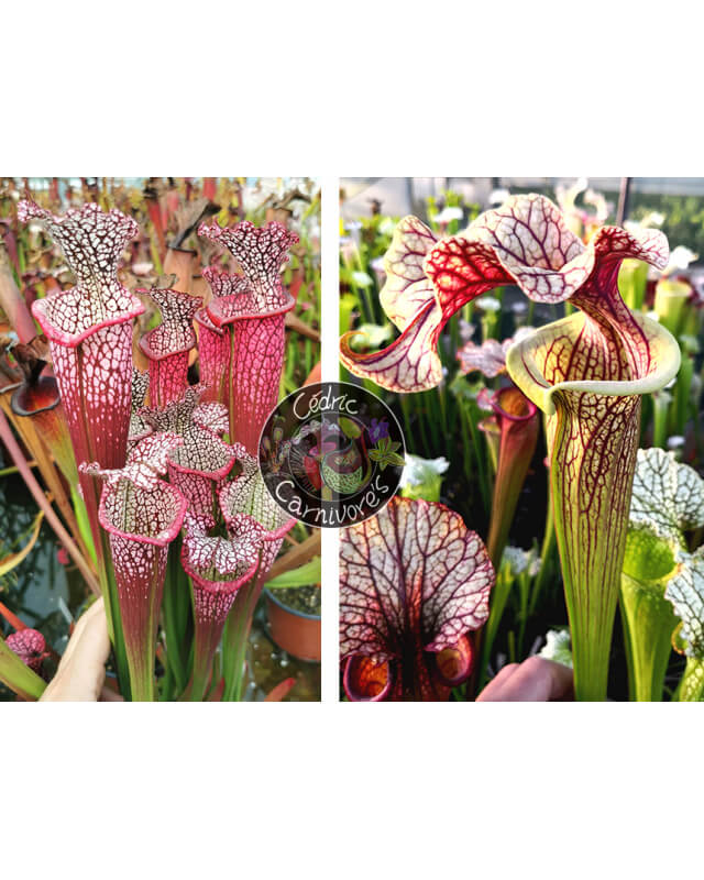 S. leucophylla 'Dionne' x S. 'French cancan'-Graines Sarracenia 2024