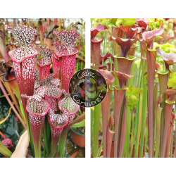 S. leucophylla 'Dionne' x (S. flava var. atropurpurea (carolinas) x cuprea 'best clone' Sx110A,from Mike Wang)-Graines Sarracenia 2023