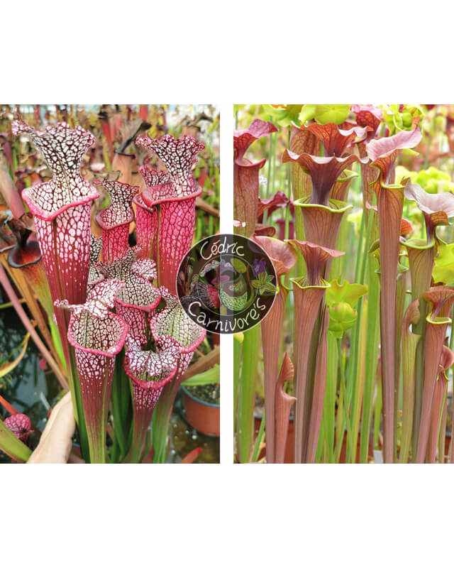 S. leucophylla 'Dionne' x (S. flava var. atropurpurea (carolinas) x cuprea 'best clone' Sx110A,from Mike Wang)-Graines Sarracenia 2023