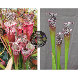 S. leucophylla 'Dionne' x S. leucophylla -- North of Milton, Santa Rosa Co cl15-Graines Sarracenia 2023