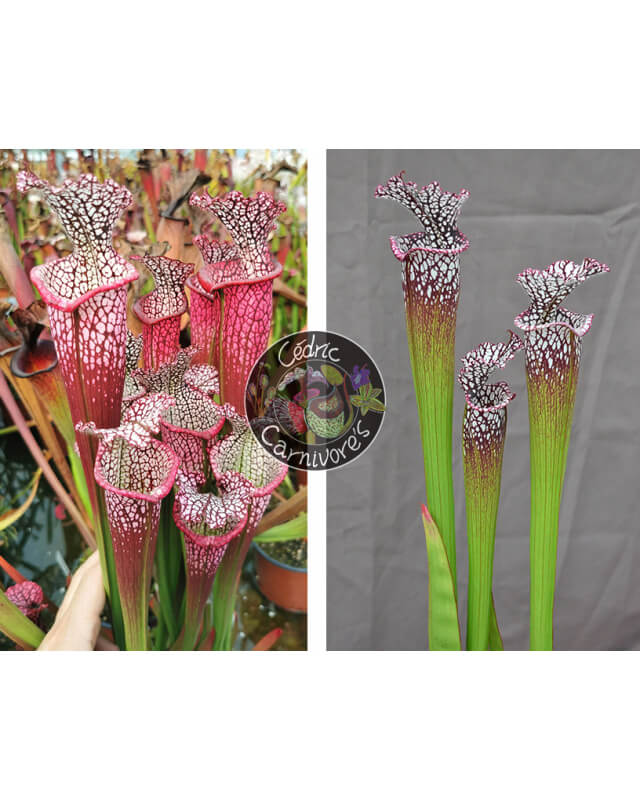 S. leucophylla 'Dionne' x S. leucophylla -- North of Milton, Santa Rosa Co cl15-Graines Sarracenia 2023