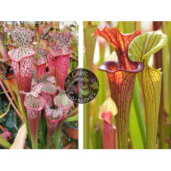 S. leucophylla 'Dionne' x (S.flava var. ornata  "Horyna" x SFO10 S. flava var. ornata -- solid red throat)-Graines Sarracenia 2023
