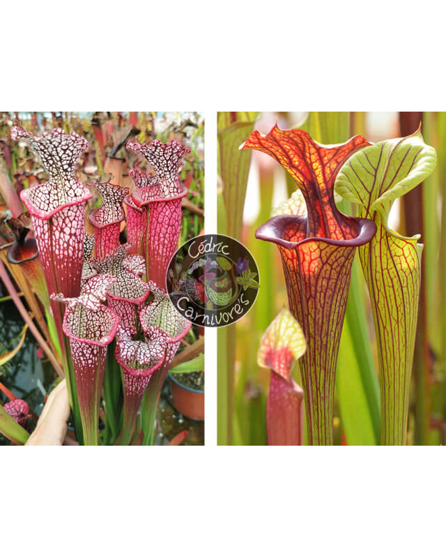 S. leucophylla 'Dionne' x (S.flava var. ornata  "Horyna" x SFO10 S. flava var. ornata -- solid red throat)-Graines Sarracenia 2023