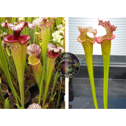 (SFX19 Sarracenia "Manky" x SXM61 S.x Moorei -- “Timothy King”) x S.'Emilie sister'-Graines Sarracenia 2023