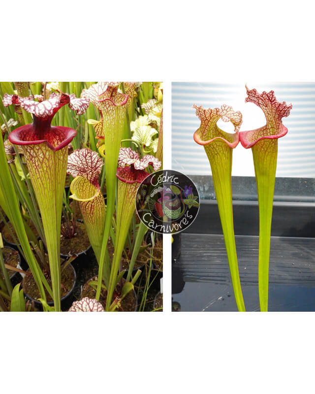 SXM61 S.x Moorei -- “Timothy King” x (S.Juthatip soper x SXM31 S.x Moorei -- 'Adrian Slack'cl2)-Sarracenia seeds 2023
