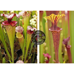 (SXM61 S.x Moorei -- “Timothy King” x SXM74 S.x Moorei "A Porais" cl1) x S. leucophylla hurricane creek white clone 7-Sarracenia seeds 2023