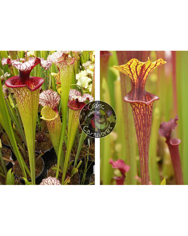 (SXM61 S.x Moorei -- “Timothy King” x SXM74 S.x Moorei "A Porais" cl1) x S. leucophylla hurricane creek white clone 7-Sarracenia seeds 2023