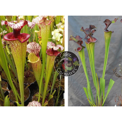 SXM18 S.x Moorei -- Wilkerson's white knight x S. x Přemysl Otakar x ADS clone 10-Graines Sarracenia 2023