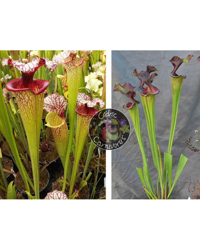 SXM61 S.x Moorei -- “Timothy King” x S.'Emilie sister'-Sarracenia seeds 2023