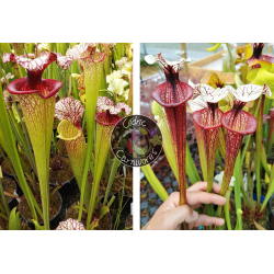 S. leucophylla 'Dionne' x (S. flava var. atropurpurea (carolinas) x cuprea 'best clone' Sx110A,from Mike Wang)-Graines Sarracenia 2023