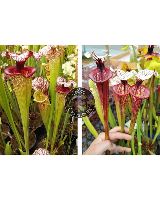 SXM61 S.x Moorei -- “Timothy King” x S.'Tresor de l'argonne'-Graines Sarracenia 2023