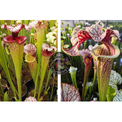 SXM61 S.x Moorei -- “Timothy King” x S. 'French cancan'-Graines Sarracenia 2023