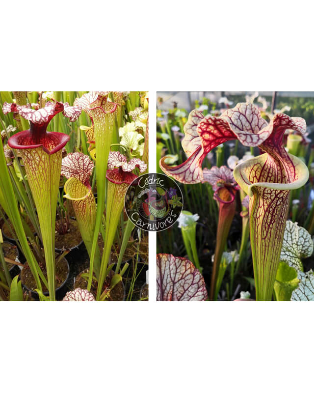 SXM61 S.x Moorei -- “Timothy King” x S. 'French cancan'-Graines Sarracenia 2023