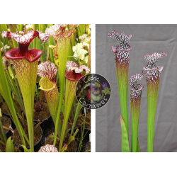 SXM61 S.x Moorei -- “Timothy King” x S. leucophylla -- North of Milton, Santa Rosa Co cl15-Graines Sarracenia 2023
