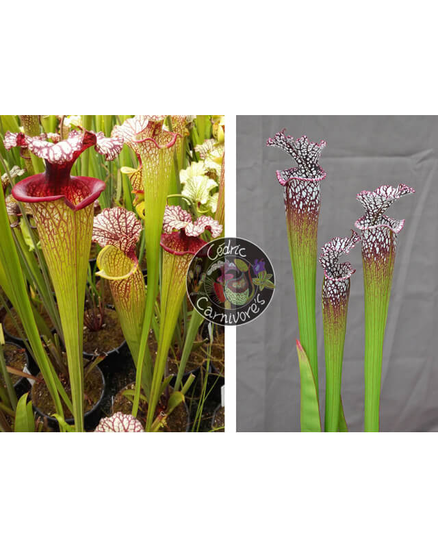 SXM61 S.x Moorei -- “Timothy King” x S. leucophylla -- North of Milton, Santa Rosa Co cl15-Sarracenia seeds 2023