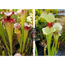 S. leucophylla 'Dionne' x (S. flava var. atropurpurea (carolinas) x cuprea 'best clone' Sx110A,from Mike Wang)-Graines Sarracenia 2023