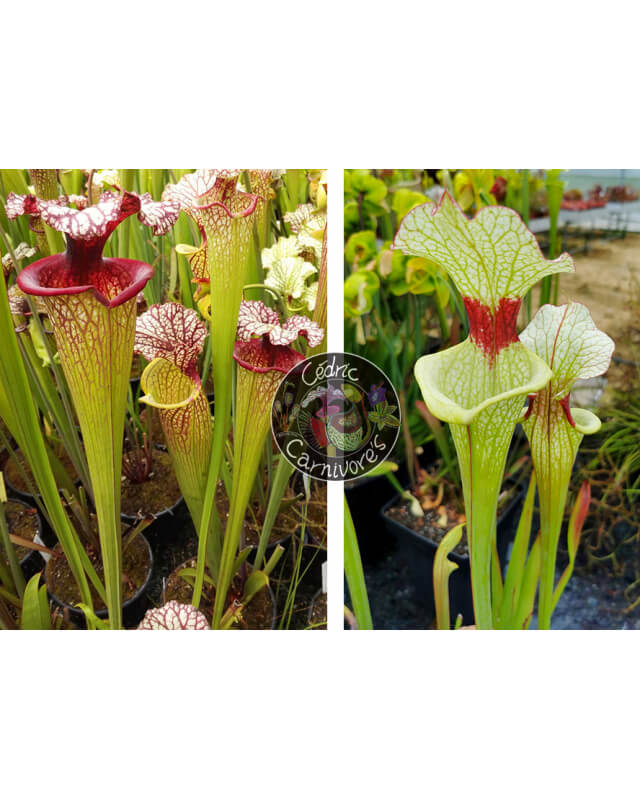 SXM61 S.x Moorei -- “Timothy King” x (SXM01 S.x Moorei -- `Leah Wilkerson’ x SXM31 S.x Moorei -- `Adrian Slack’ CLA)-Graines Sarracenia 2023