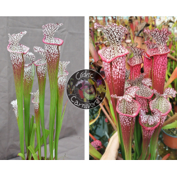 SL62 S. leucophylla -- "purple lips" x S. leucophylla 'Dionne'-Graines Sarracenia 2023