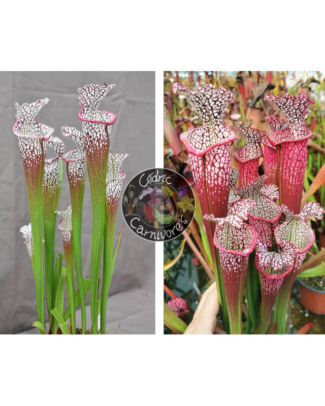 SL62 S. leucophylla -- "purple lips" x S. leucophylla 'Dionne'-Graines Sarracenia 2023