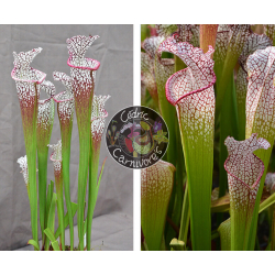 SL62 S. leucophylla -- "purple lips" x SL22B S. leucophylla -- walton, Purple and white pitchers-Graines Sarracenia 2023