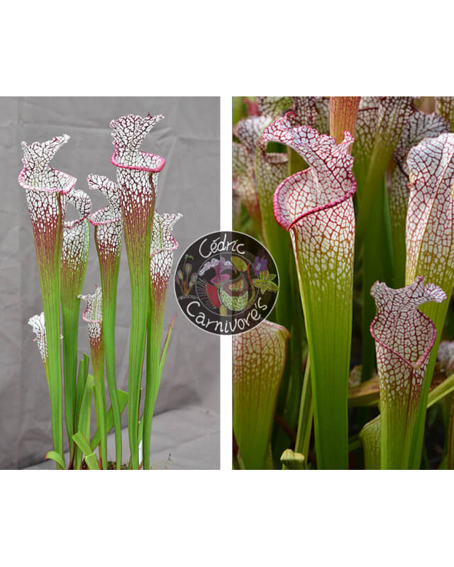SL62 S. leucophylla -- "purple lips" x SL22B S. leucophylla -- walton, Purple and white pitchers-Graines Sarracenia 2023