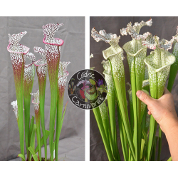 SL62 S. leucophylla -- "purple lips" x (SL69 S. leucophylla -- Stocky white top x SL13 S. leucophylla -- large pink)-Graines Sarracenia 2023