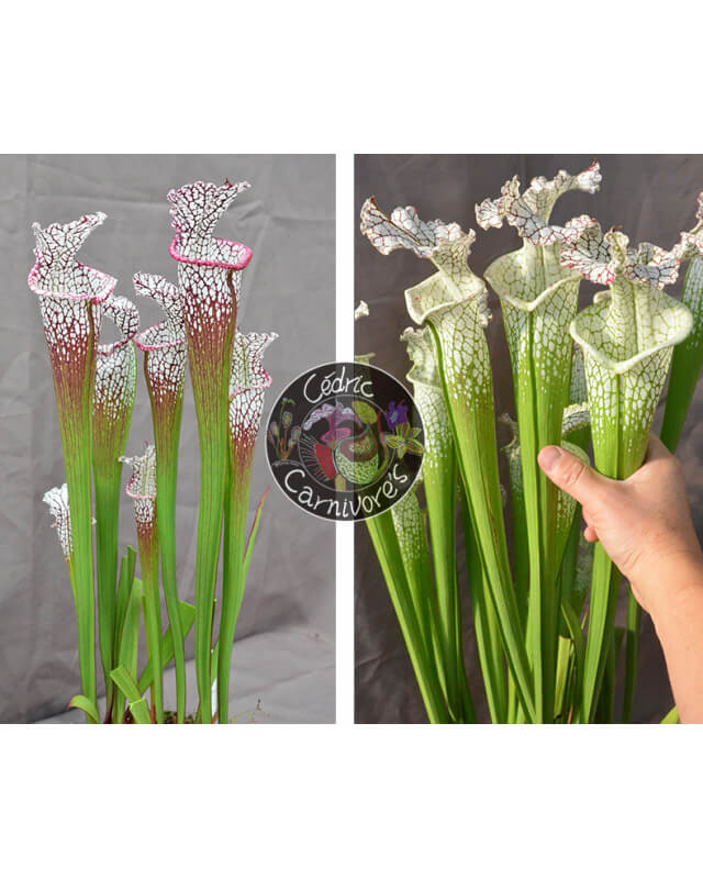 SL62 S. leucophylla -- "purple lips" x (SL69 S. leucophylla -- Stocky white top x SL13 S. leucophylla -- large pink)-Graines Sarracenia 2023
