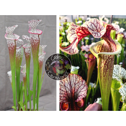 SL62 S. leucophylla -- "purple lips" x S. 'French cancan'-Graines Sarracenia 2023