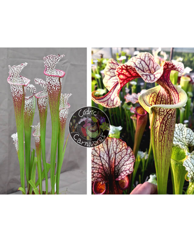 SL62 S. leucophylla -- "purple lips" x S. 'French cancan'-Graines Sarracenia 2023