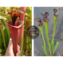 (SFX19 Sarracenia "Manky" x SXM61 S.x Moorei -- “Timothy King”) x S.'Emilie sister'-Graines Sarracenia 2023