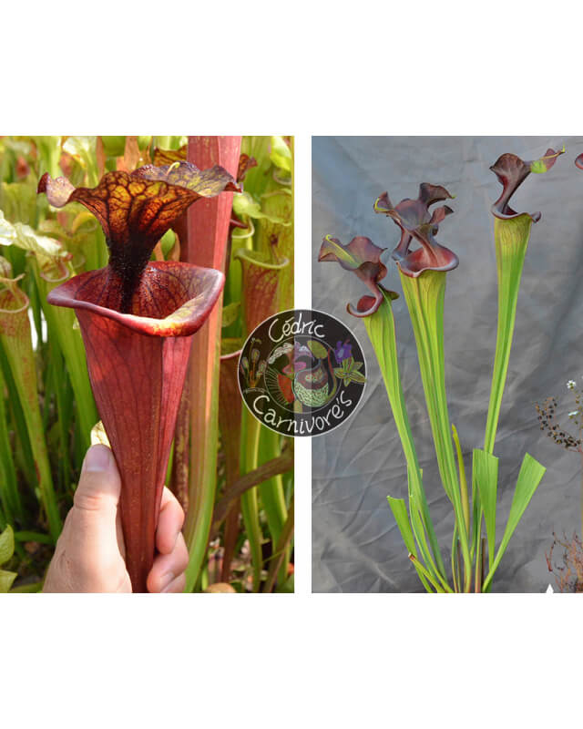 (SFX19 Sarracenia "Manky" x SXM61 S.x Moorei -- “Timothy King”) x S.'Emilie sister'-Graines Sarracenia 2023