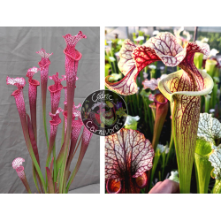 SXM18 S.x Moorei -- Wilkerson's white knight x S. x Přemysl Otakar x ADS clone 10-Graines Sarracenia 2023