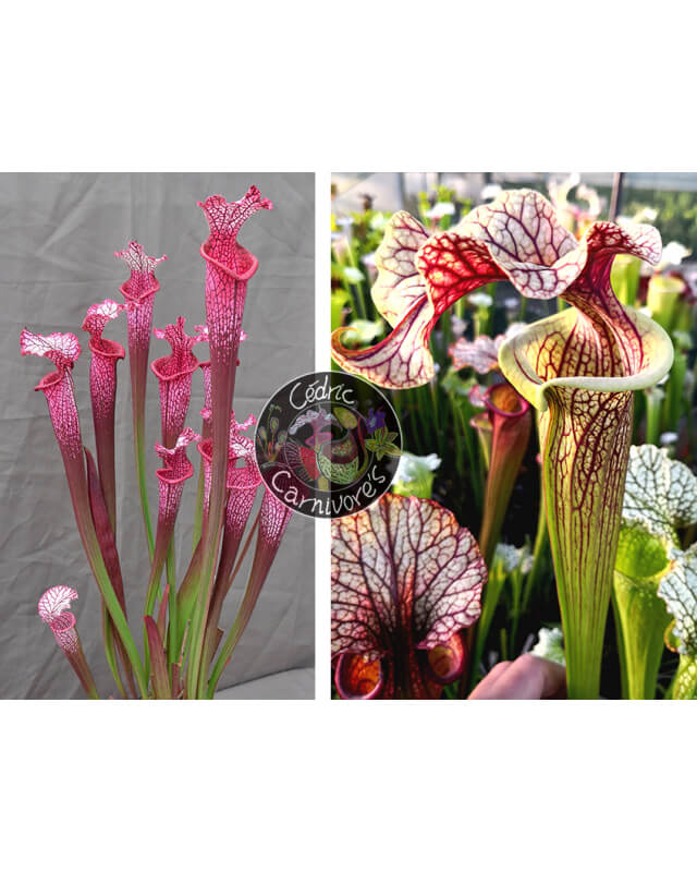 (l1a S. leucophylla burgundi x SL13 S. leucophylla -- large pink lipped,Apalachicola) x S.'French cancan'-Graines Sarracenia 2023