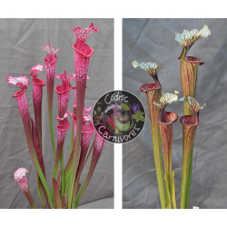 S. ‘l1a’ pink stabilo x S. ‘Inspiration’-Graines Sarracenia 2024