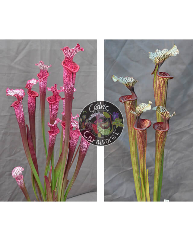 S. ‘l1a’ pink stabilo x S. ‘Inspiration’-Graines Sarracenia 2024